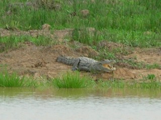 Crocodiles